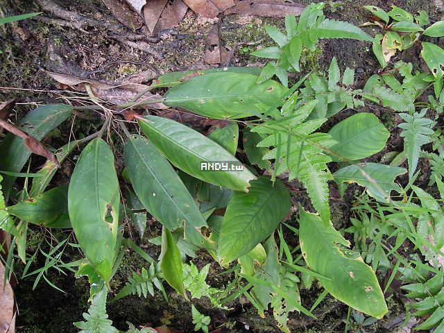 按此在新視窗瀏覽圖片