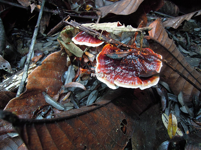 按此在新視窗瀏覽圖片