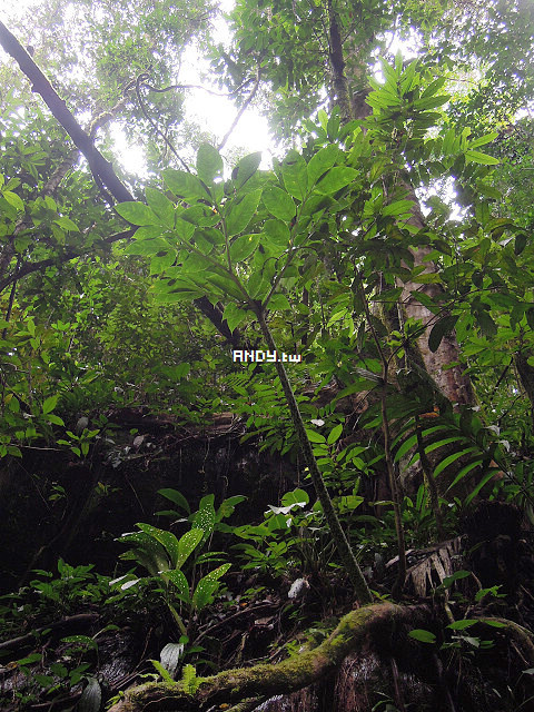 按此在新視窗瀏覽圖片