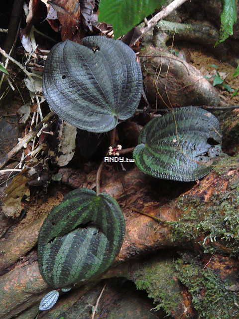 按此在新視窗瀏覽圖片