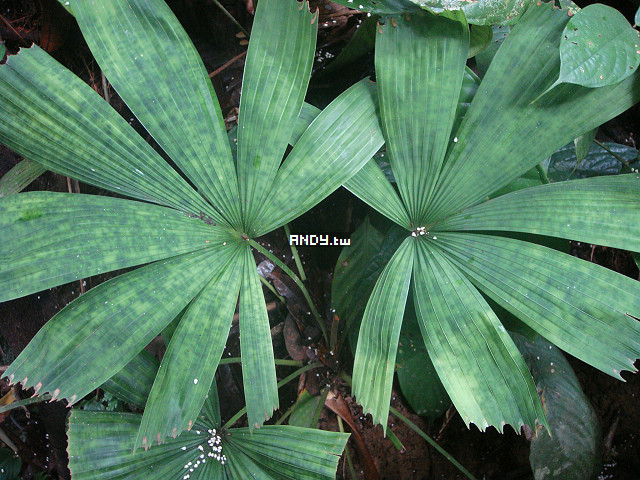 按此在新視窗瀏覽圖片