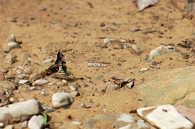 按此在新視窗瀏覽圖片