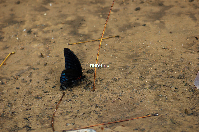 按此在新視窗瀏覽圖片