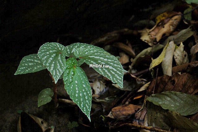 按此在新視窗瀏覽圖片