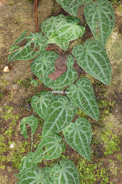 按此在新視窗瀏覽圖片