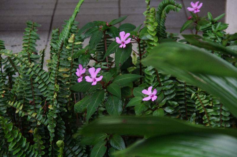 按此在新視窗瀏覽圖片