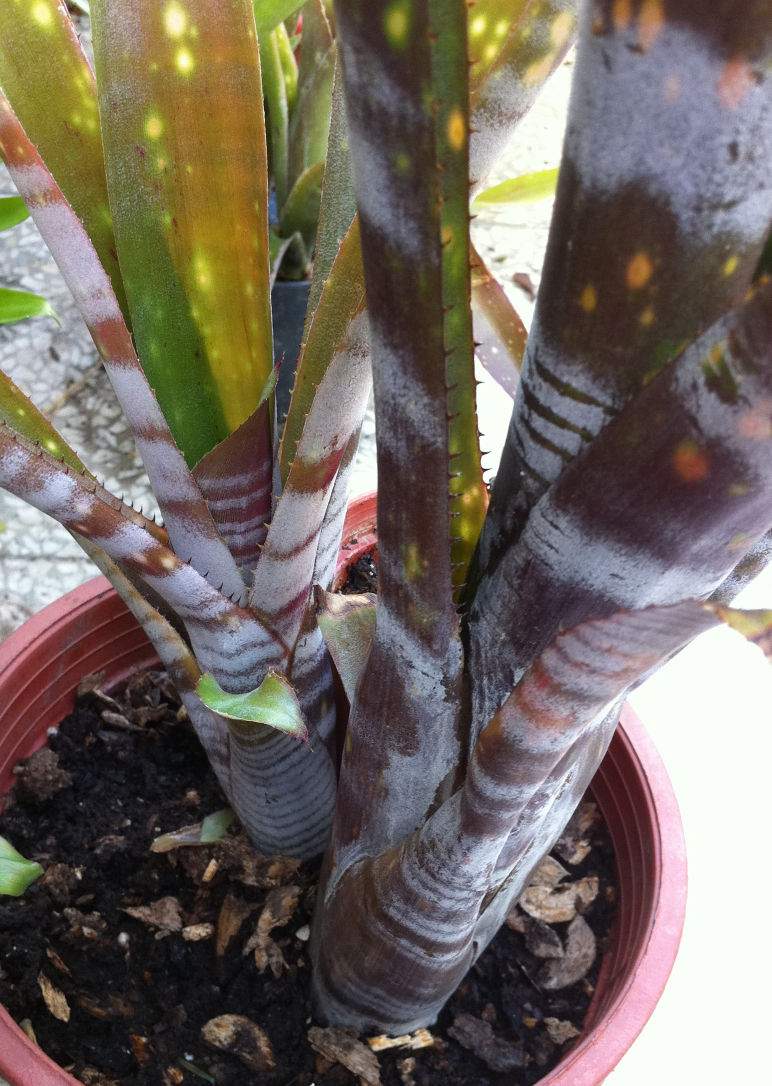 按此在新視窗瀏覽圖片