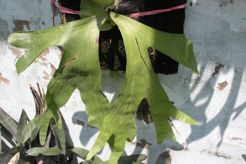 «ö¦¹¦b·sµøµ¡ÂsÄý¹Ï¤ù