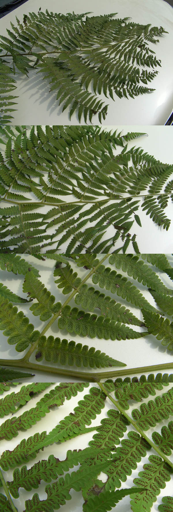 «ö¦¹¦b·sµøµ¡ÂsÄý¹Ï¤ù