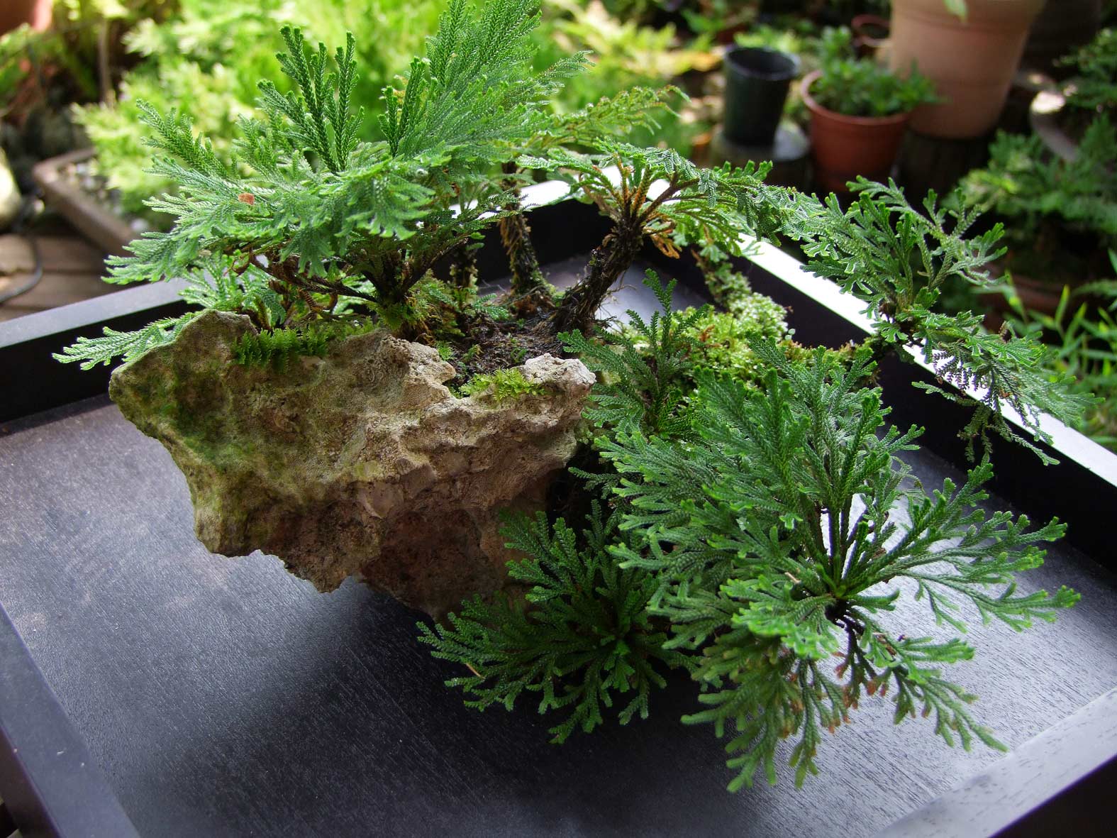 按此在新視窗瀏覽圖片
