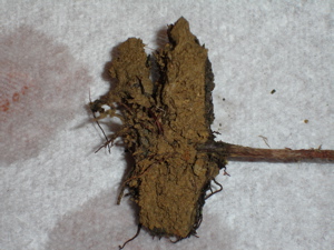 «ö¦¹¦b·sµøµ¡ÂsÄý¹Ï¤ù