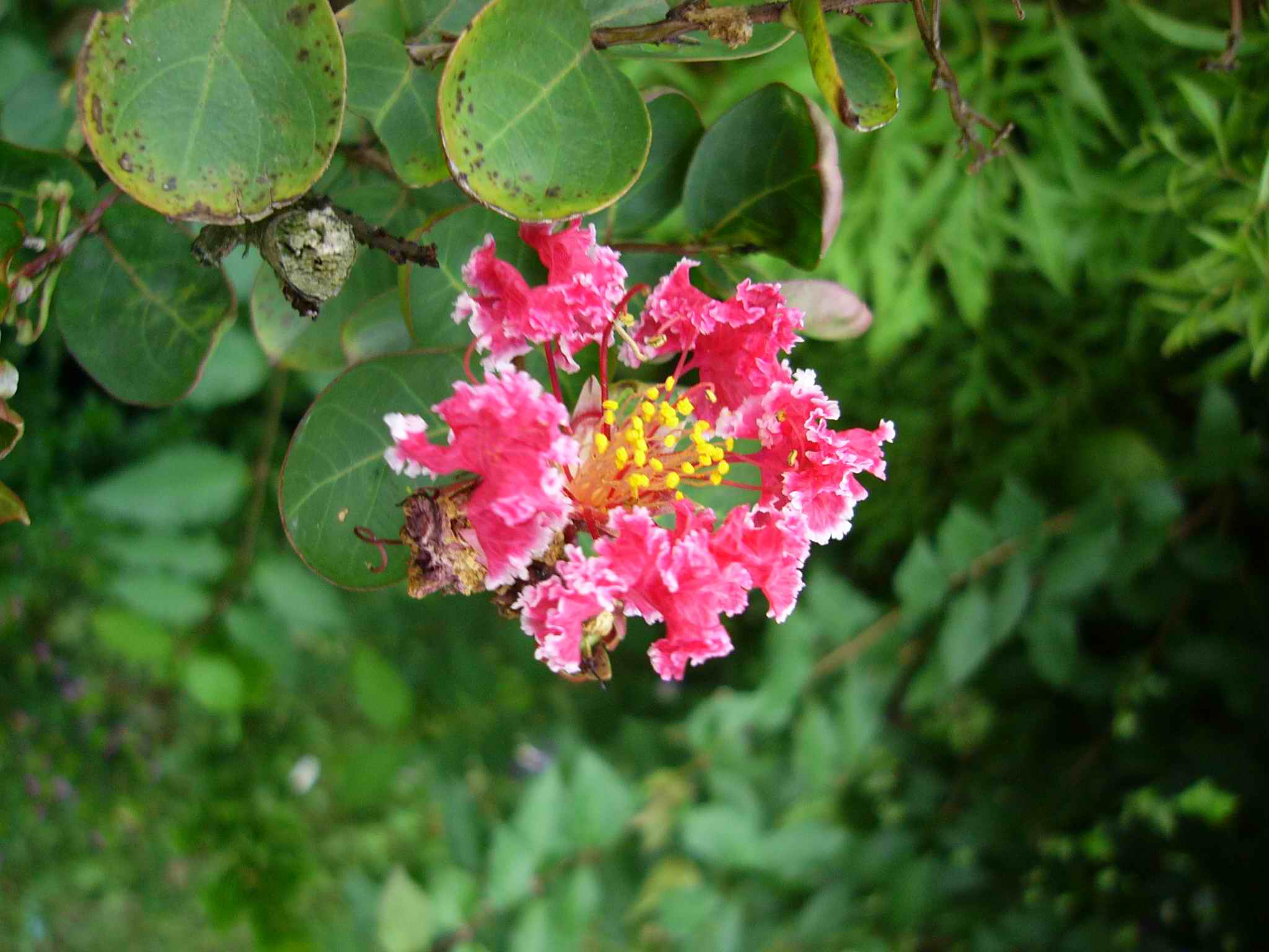 按此在新視窗瀏覽圖片