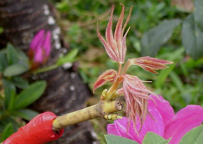按此在新視窗瀏覽圖片