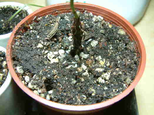 «ö¦¹¦b·sµøµ¡ÂsÄý¹Ï¤ù