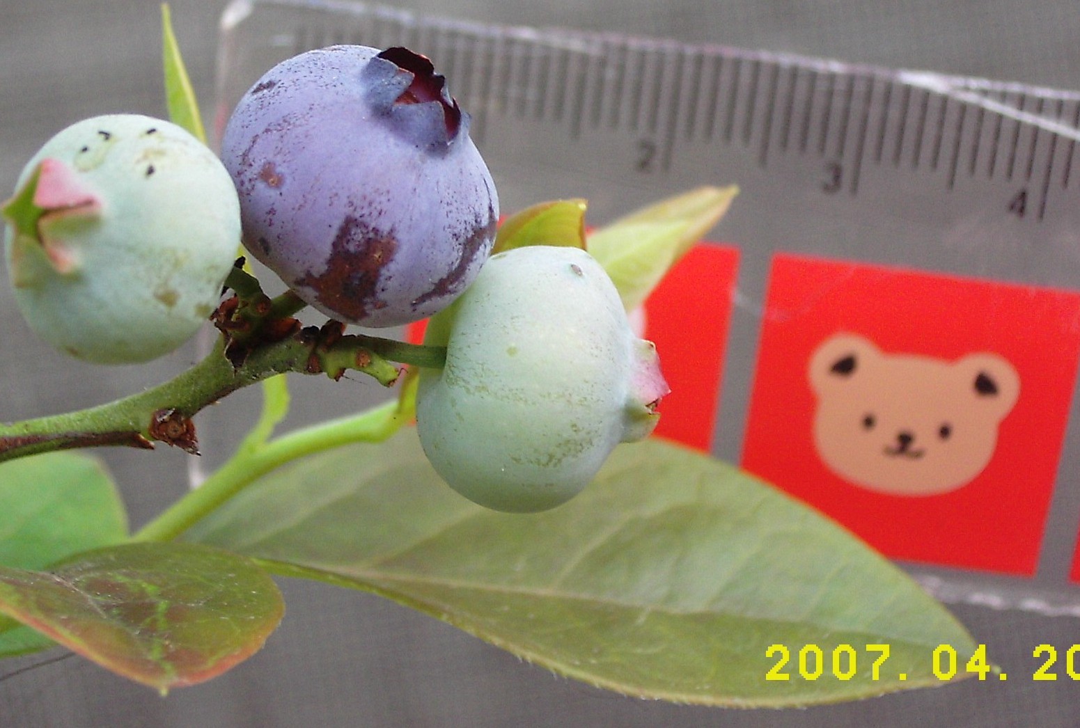 «ö¦¹¦b·sµøµ¡ÂsÄý¹Ï¤ù