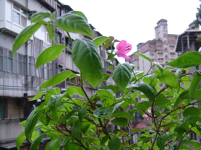 «ö¦¹¦b·sµøµ¡ÂsÄý¹Ï¤ù