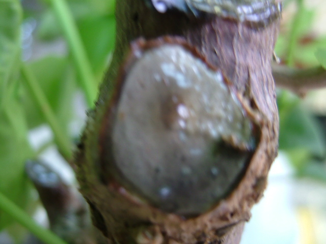 «ö¦¹¦b·sµøµ¡ÂsÄý¹Ï¤ù