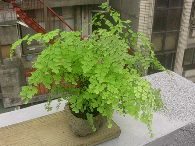 «ö¦¹¦b·sµøµ¡ÂsÄý¹Ï¤ù