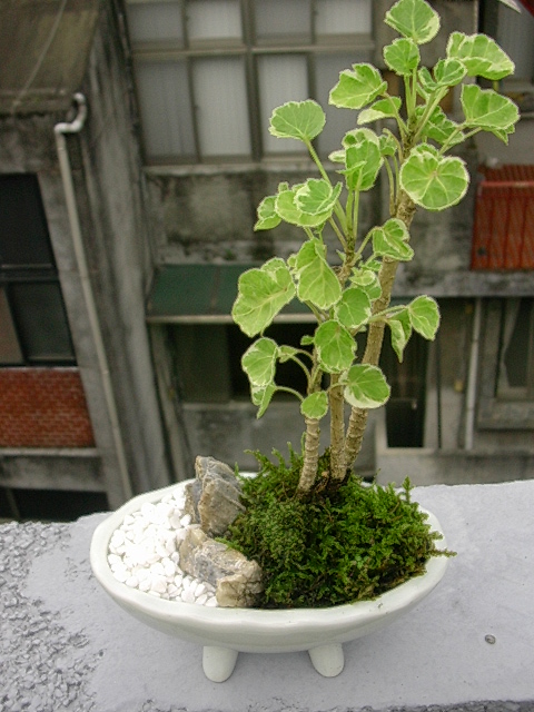 «ö¦¹¦b·sµøµ¡ÂsÄý¹Ï¤ù