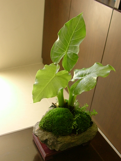 «ö¦¹¦b·sµøµ¡ÂsÄý¹Ï¤ù