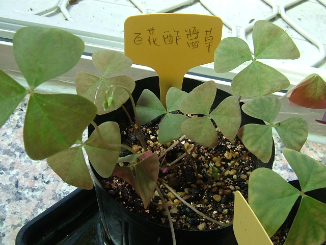 «ö¦¹¦b·sµøµ¡ÂsÄý¹Ï¤ù