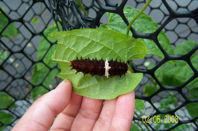 按此在新視窗瀏覽圖片