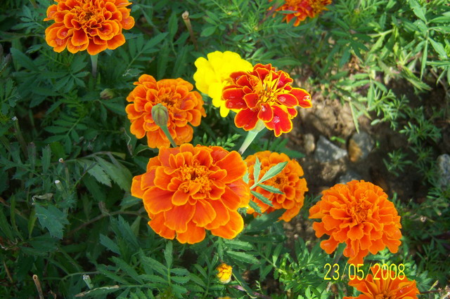 按此在新視窗瀏覽圖片