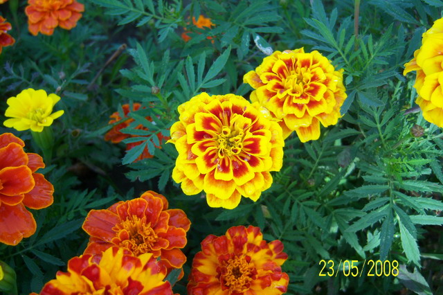 按此在新視窗瀏覽圖片