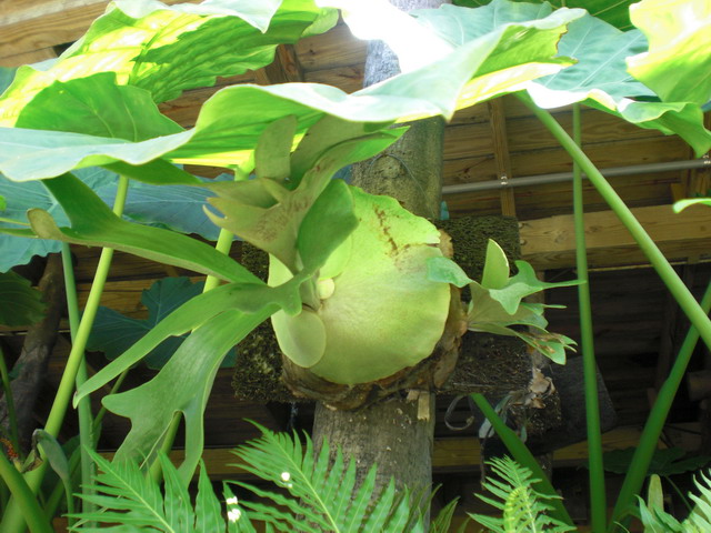 按此在新視窗瀏覽圖片