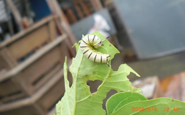 按此在新視窗瀏覽圖片