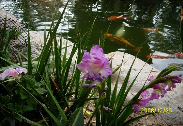 按此在新視窗瀏覽圖片