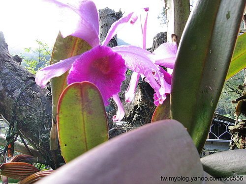 按此在新視窗瀏覽圖片