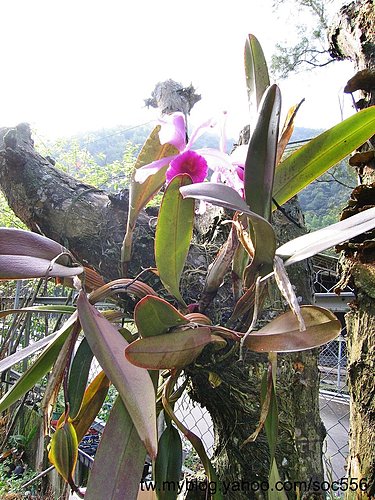 按此在新視窗瀏覽圖片