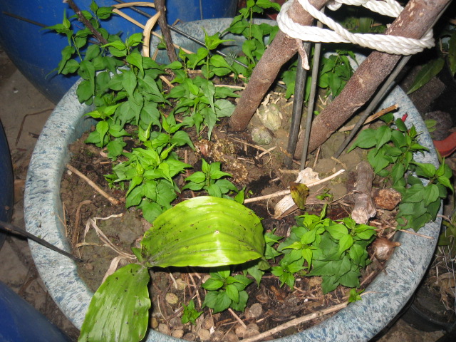 «ö¦¹¦b·sµøµ¡ÂsÄý¹Ï¤ù