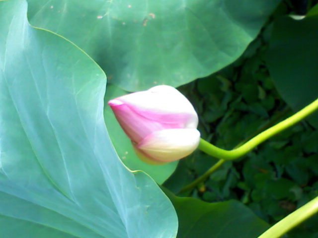 按此在新視窗瀏覽圖片