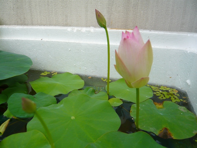 按此在新視窗瀏覽圖片