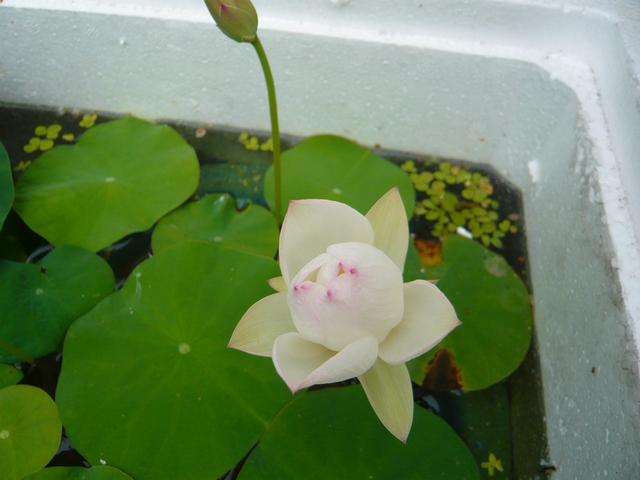 按此在新視窗瀏覽圖片