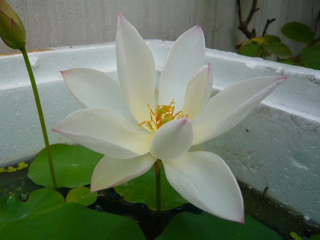 按此在新視窗瀏覽圖片