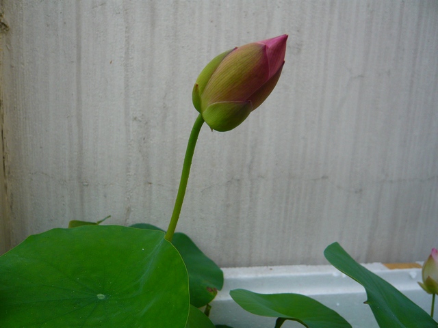 按此在新視窗瀏覽圖片