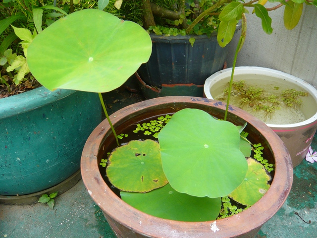 按此在新視窗瀏覽圖片