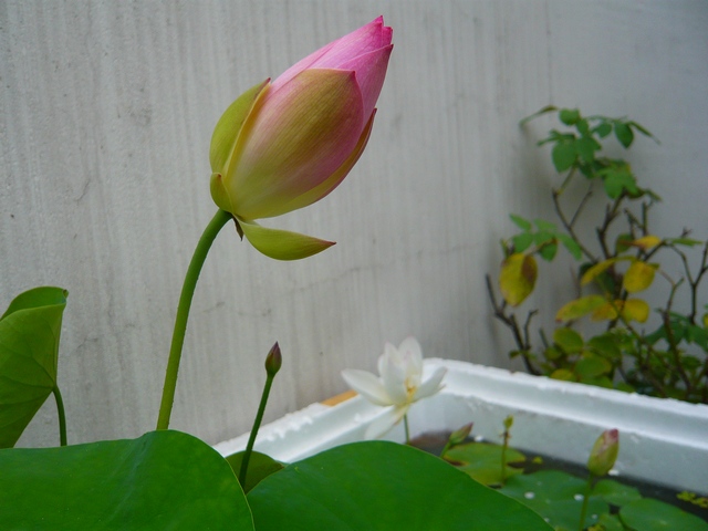 按此在新視窗瀏覽圖片