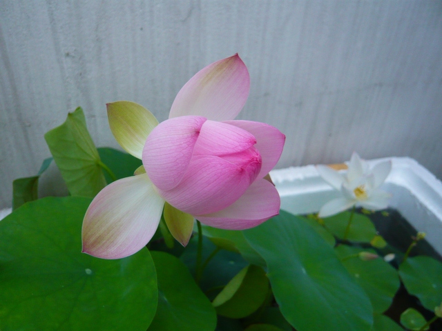 按此在新視窗瀏覽圖片