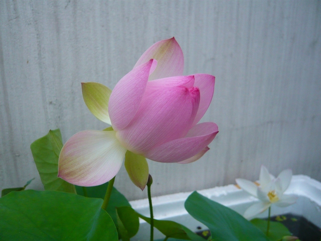 按此在新視窗瀏覽圖片