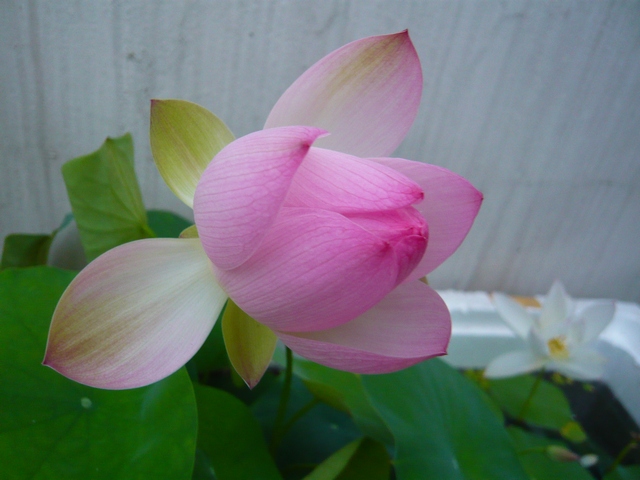 按此在新視窗瀏覽圖片