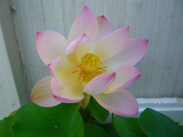 按此在新視窗瀏覽圖片