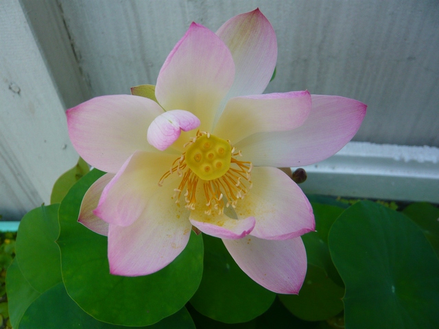 按此在新視窗瀏覽圖片