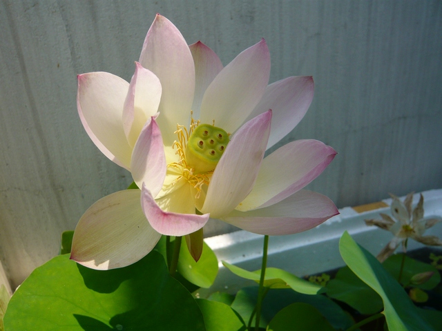 按此在新視窗瀏覽圖片