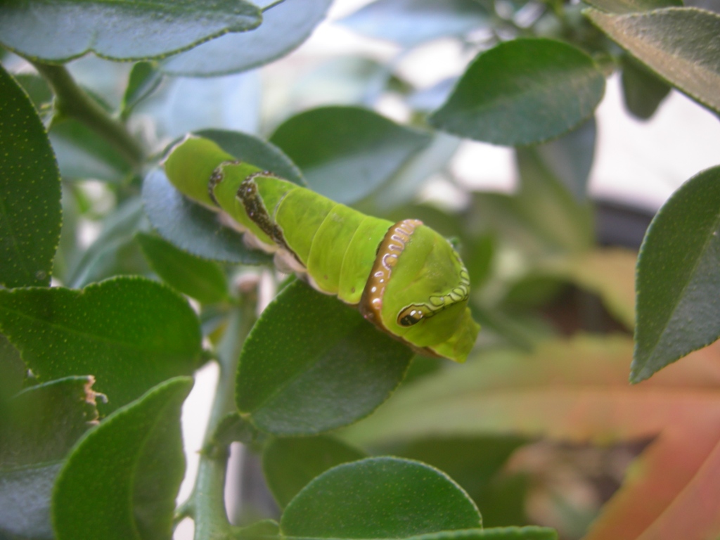 按此在新視窗瀏覽圖片