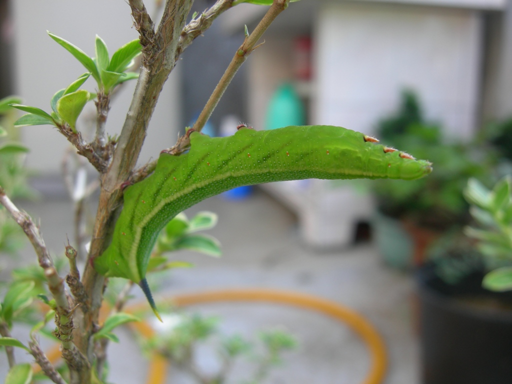 按此在新視窗瀏覽圖片