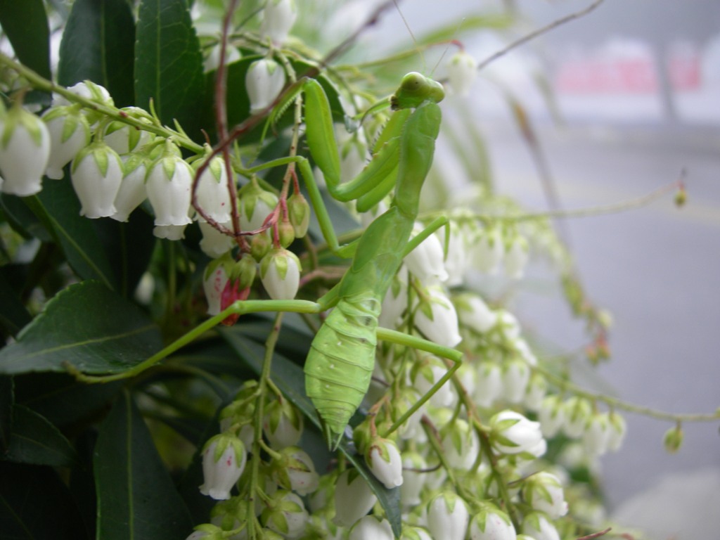 按此在新視窗瀏覽圖片